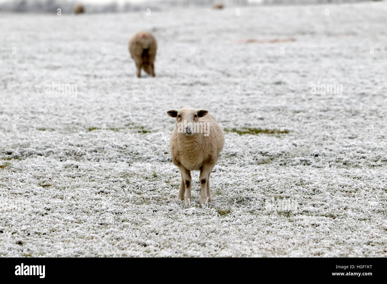 Schafe (Ovis Aries) in einem schneebedeckten Feld auf dem Salisbury Plain in Wiltshire, Vereinigtes Königreich. Stockfoto