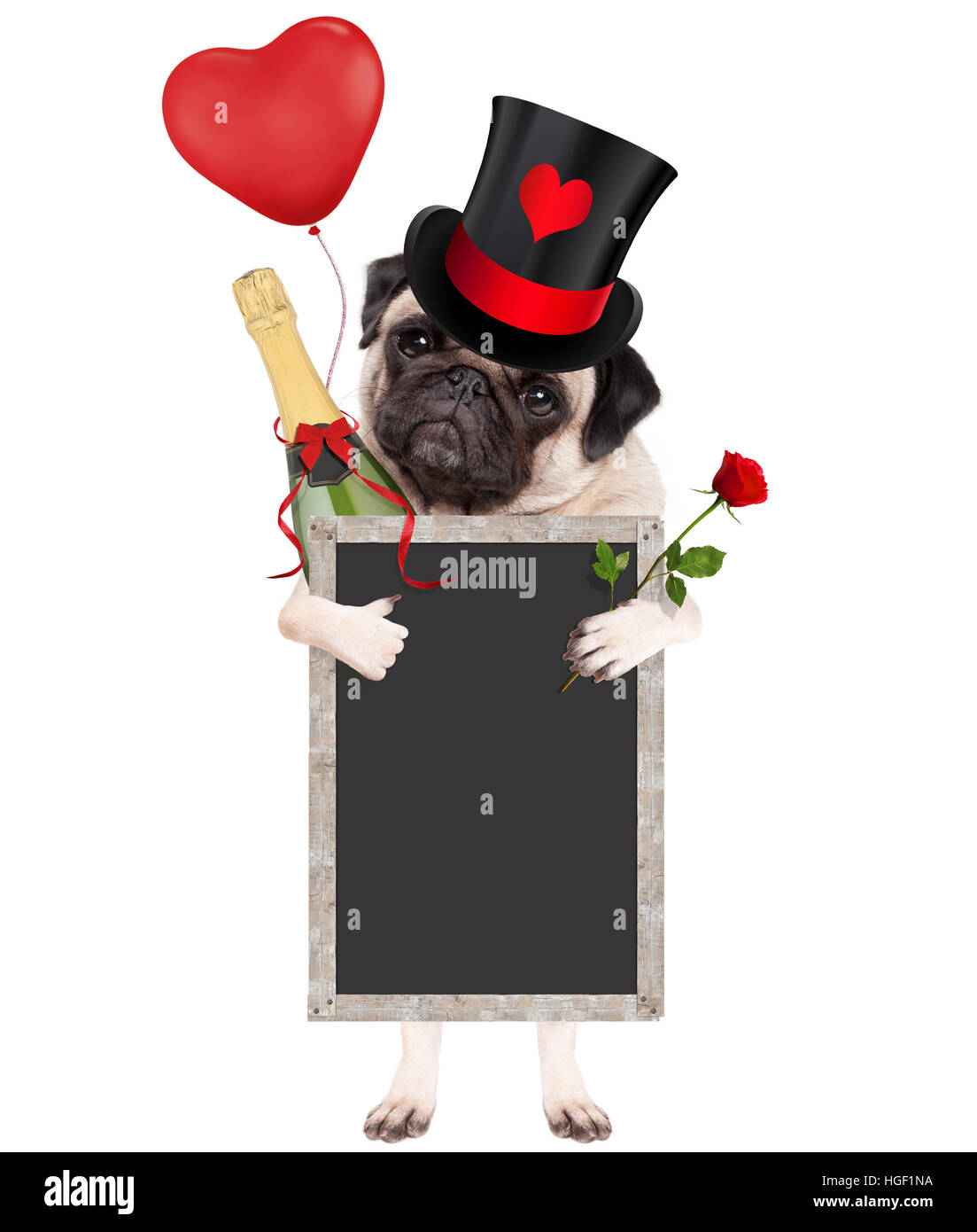 süße Mops Welpen Hund Hut Top mit Valentins Herzen, Sektflasche, rote