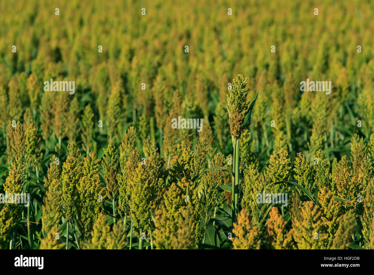 Hirse in einem großen Feld Hintergrund mit textfreiraum wachsen. Stockfoto