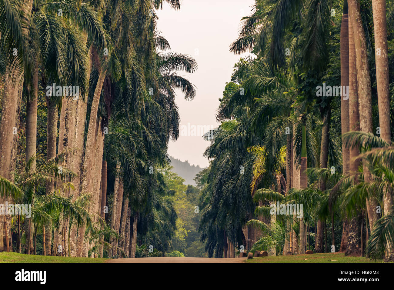 Sri Lanka: Palm Gasse im Royal Botanic Gardens, Peradeniya, Kandy Stockfoto