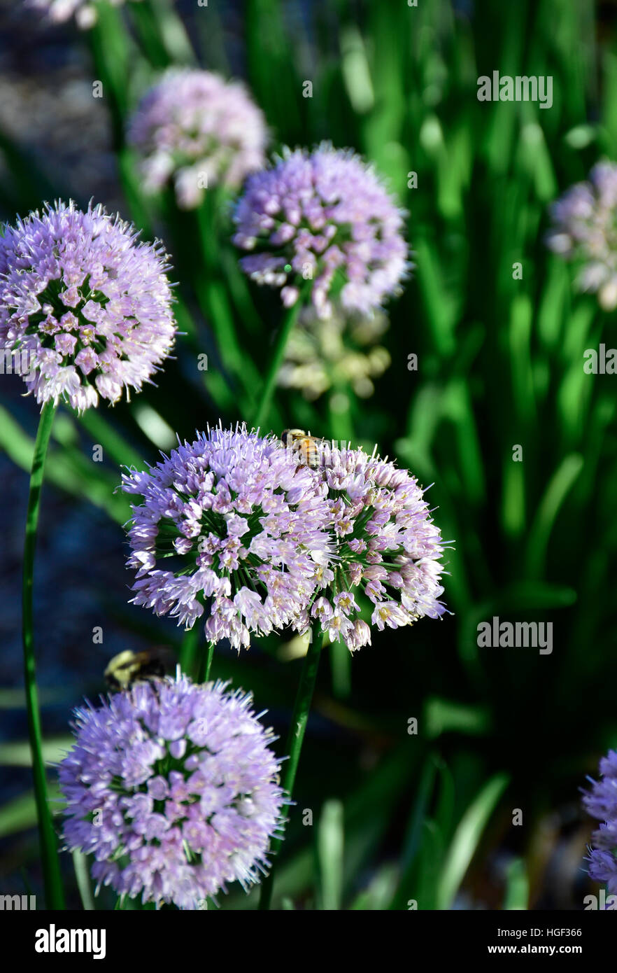 Allium Blumen in voller Blüte Stockfoto