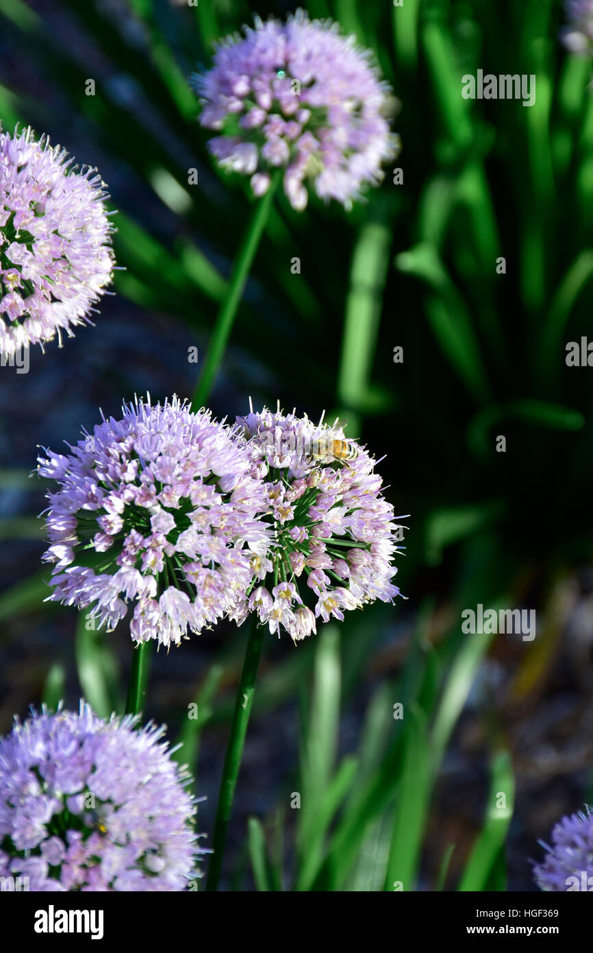 Allium Blumen in voller Blüte Stockfoto