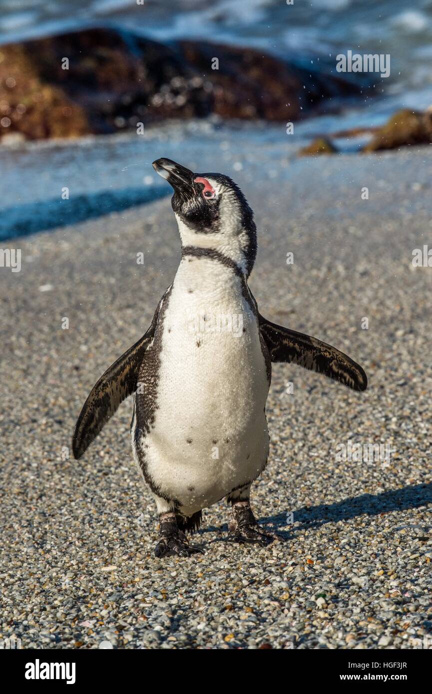 Afrikanische Pinguin am Sandstrand. Afrikanische Pinguin (Spheniscus Demersus) auch bekannt als die Jackass Penguin und Black-footed Pinguin. Felsbrocken Doppelpunkt Stockfoto