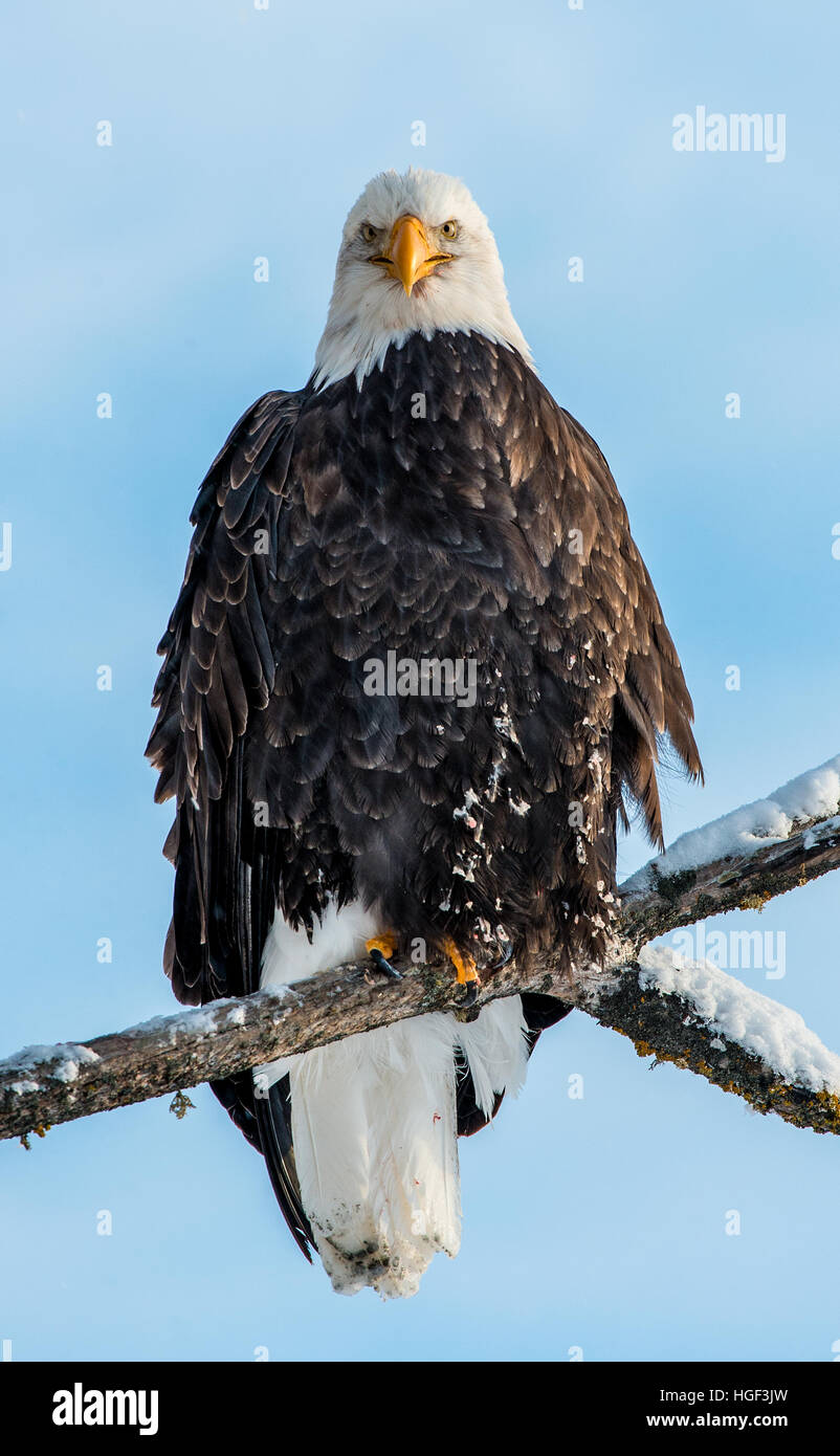 Adult Weißkopfseeadler sitzt auf einem Ast. Ansicht von vorne. (Haliaeetus Leucocephalus Washingtoniensis) Stockfoto