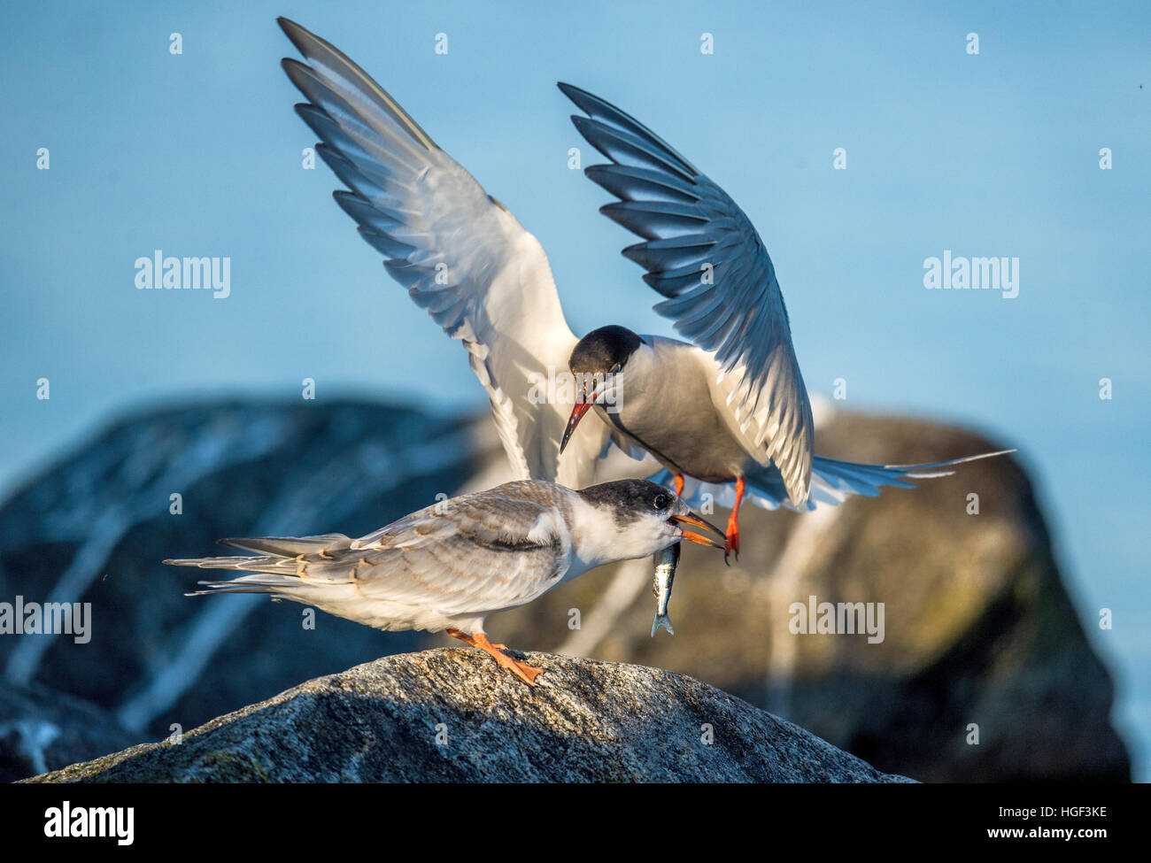 Gemeinsamen Tern Erwachsenen Fütterung Küken. Seeschwalbe speist die großen Küken. Jungtiere sind bereits versuchen zu fliegen, aber keine Beute fangen können. Die Seeschwalbe (Sterna hir Stockfoto