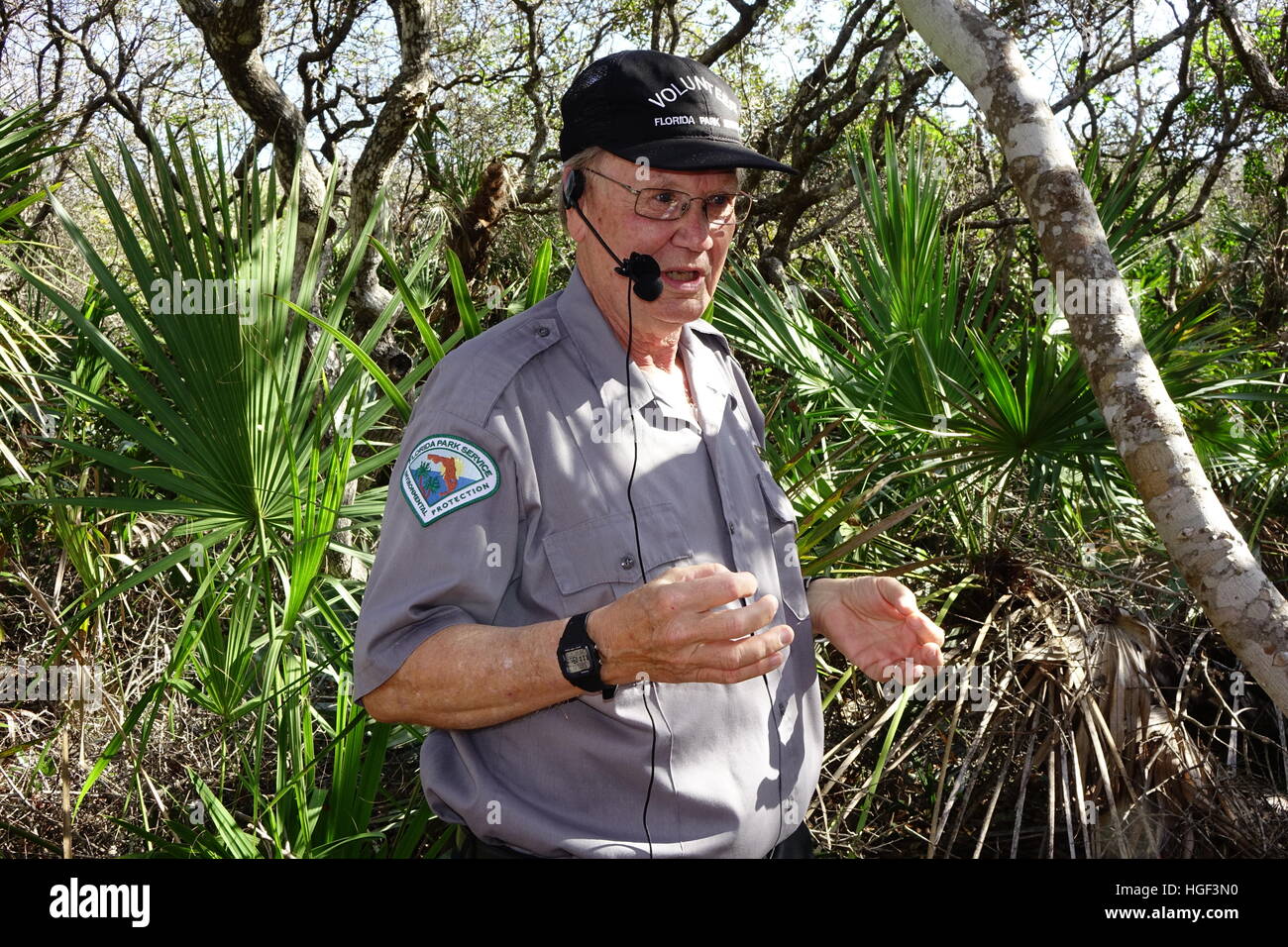 Ein Florida Parkservice freiwillige beschreibt die Verwendung von einem nahe gelegenen Yaupon Baum, ein Mitglied der Familie Holly. Gamble Rogers State Recreation Area Stockfoto