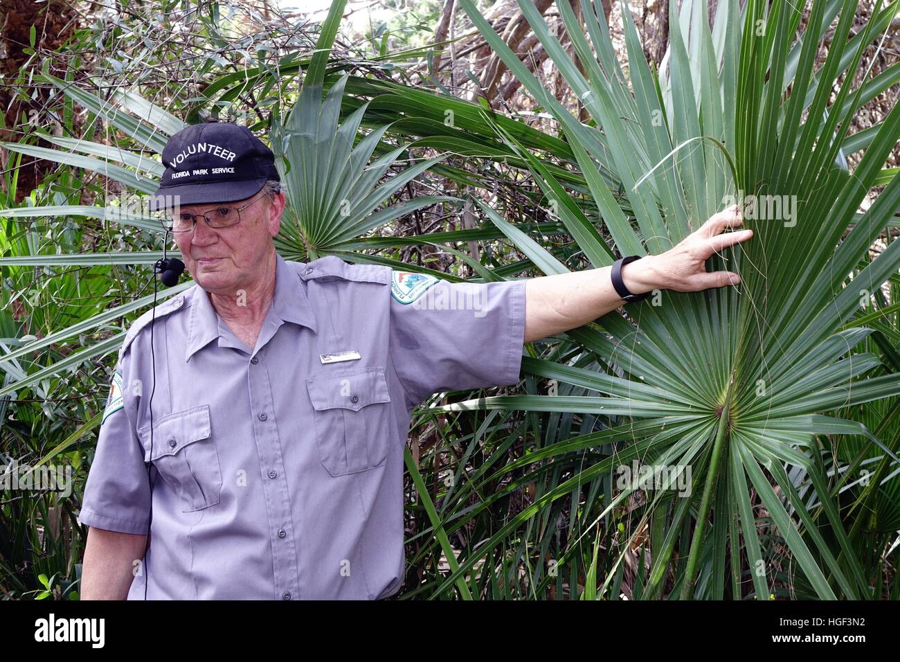 Ein Florida Parkservice Freiwillige, beschreibt tragen eine Mikrofon einen Sabal Palmen Sämling. Gamble Rogers State Recreation Area Stockfoto