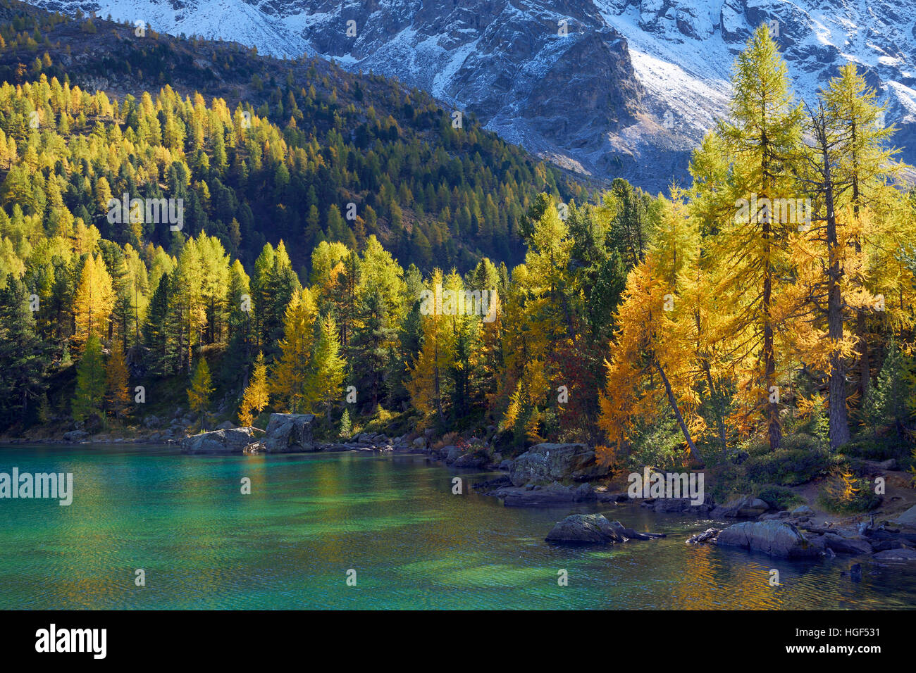 Lärchenwald auf See Lago di Saoseo, mit Mount Scima da Rügiul, Val di Campo, Kanton Graubünden, Schweiz Stockfoto