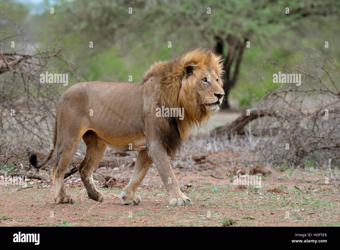 Löwe (Panthera Leo), Männchen Wandern, Krüger Nationalpark, Südafrika Stockfoto
