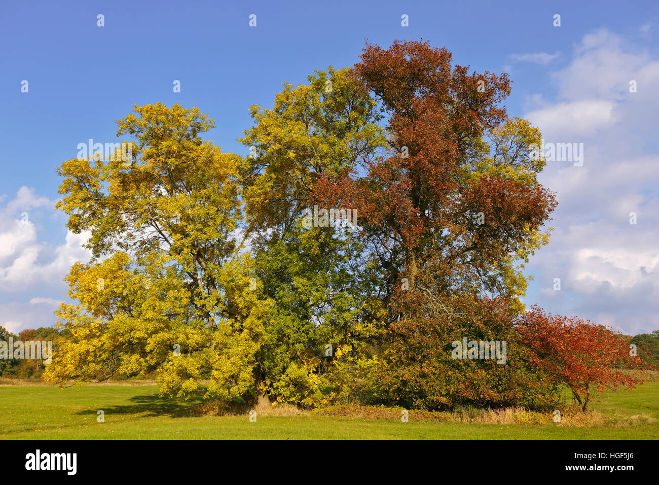 Baumgruppe mit Herbstfarben, mittlere Elbe-Biosphärenreservat, Dessau, Sachsen-Anhalt, Deutschland Stockfoto