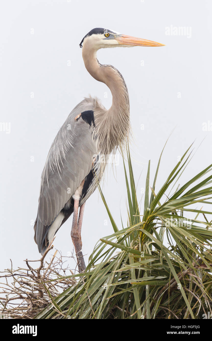 Graureiher (Ardea Cinerea), auf Palm, Everglades, Florida, USA Stockfoto