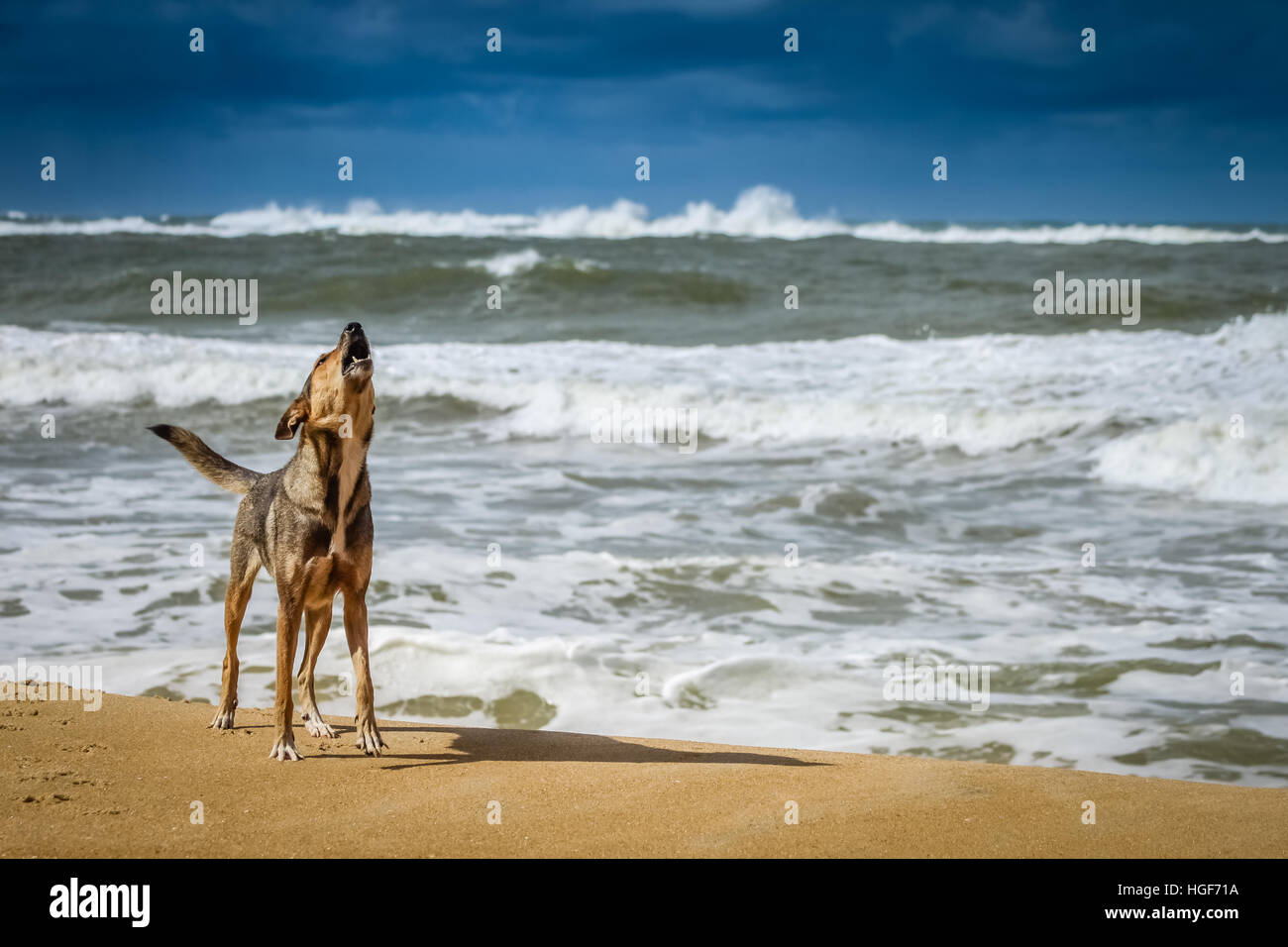 Hund am Ufer stehen und laut bellen Stockfoto
