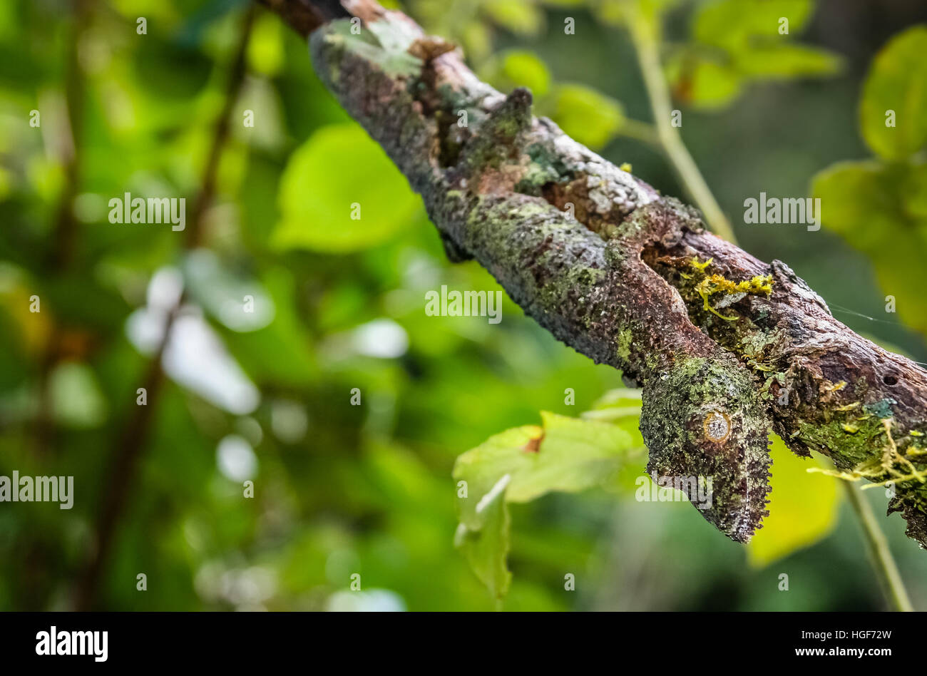 Blatt-tailed Gecko in seiner natürlichen Umgebung Stockfoto