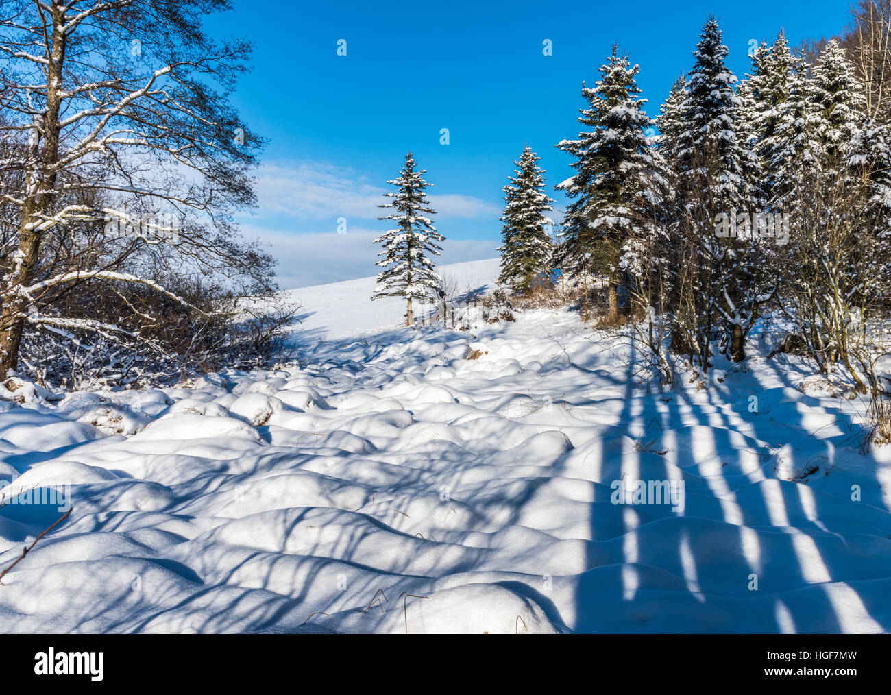 Bayerischer Wald, Landschaft, Blaibacher See, Schnee, weiß, Sonne, Wiesen Hügel Bäume reinigen. Atmen. Frische Luft, Urlaub, regi Stockfoto