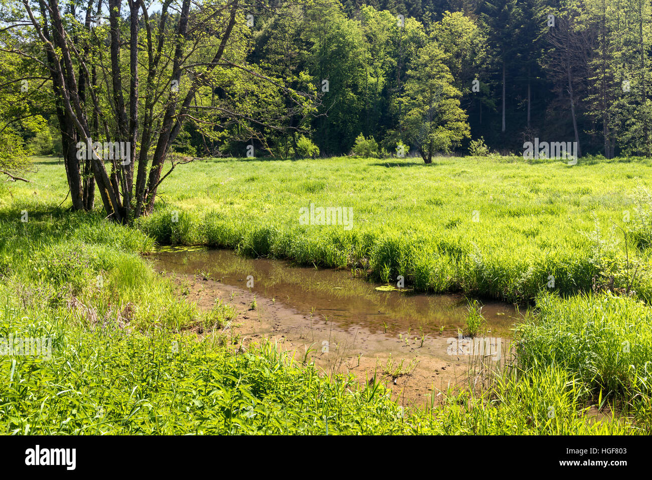 Bayerischer Wald, Frühling Sommer, grüne Wiesen Hügel Bäume Blumen Blumen ordentlich sauber. Atmen. Frische Luft, Tourist, Urlaub, region Stockfoto