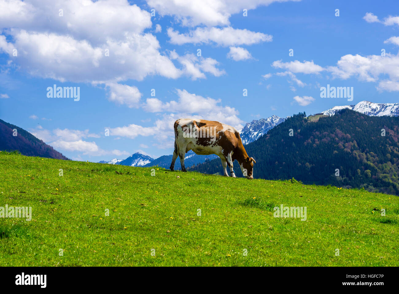 Kuh in Bayern Stockfoto