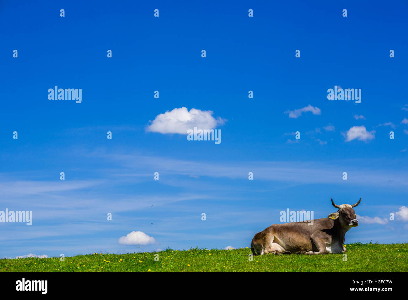 Kuh in Bayern Stockfoto