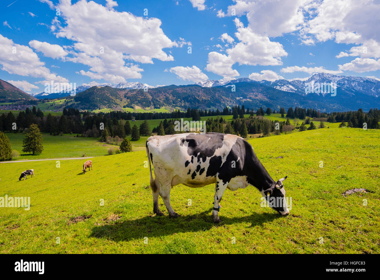 Kuh in Bayern Stockfoto