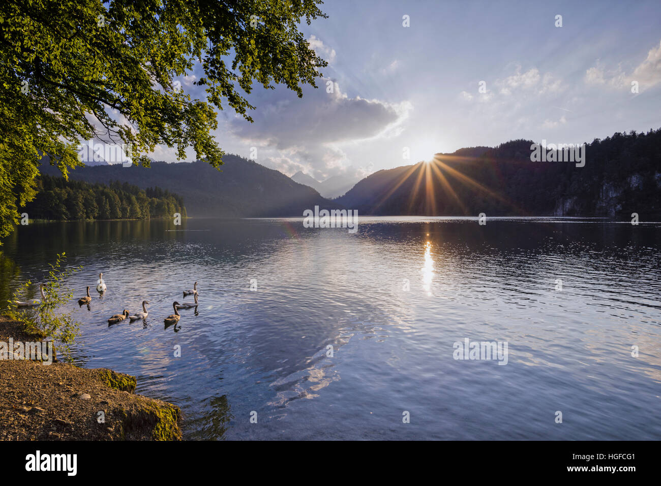 Schwäne auf dem Alpsee See in Bayern Stockfoto