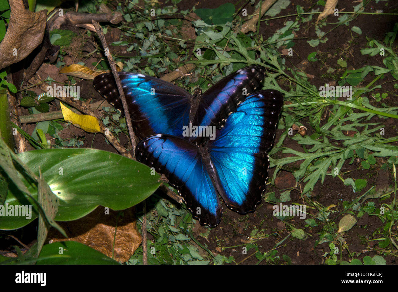 Butterfly Blue Morpho, Morpho Peleides, Paarung Stockfoto