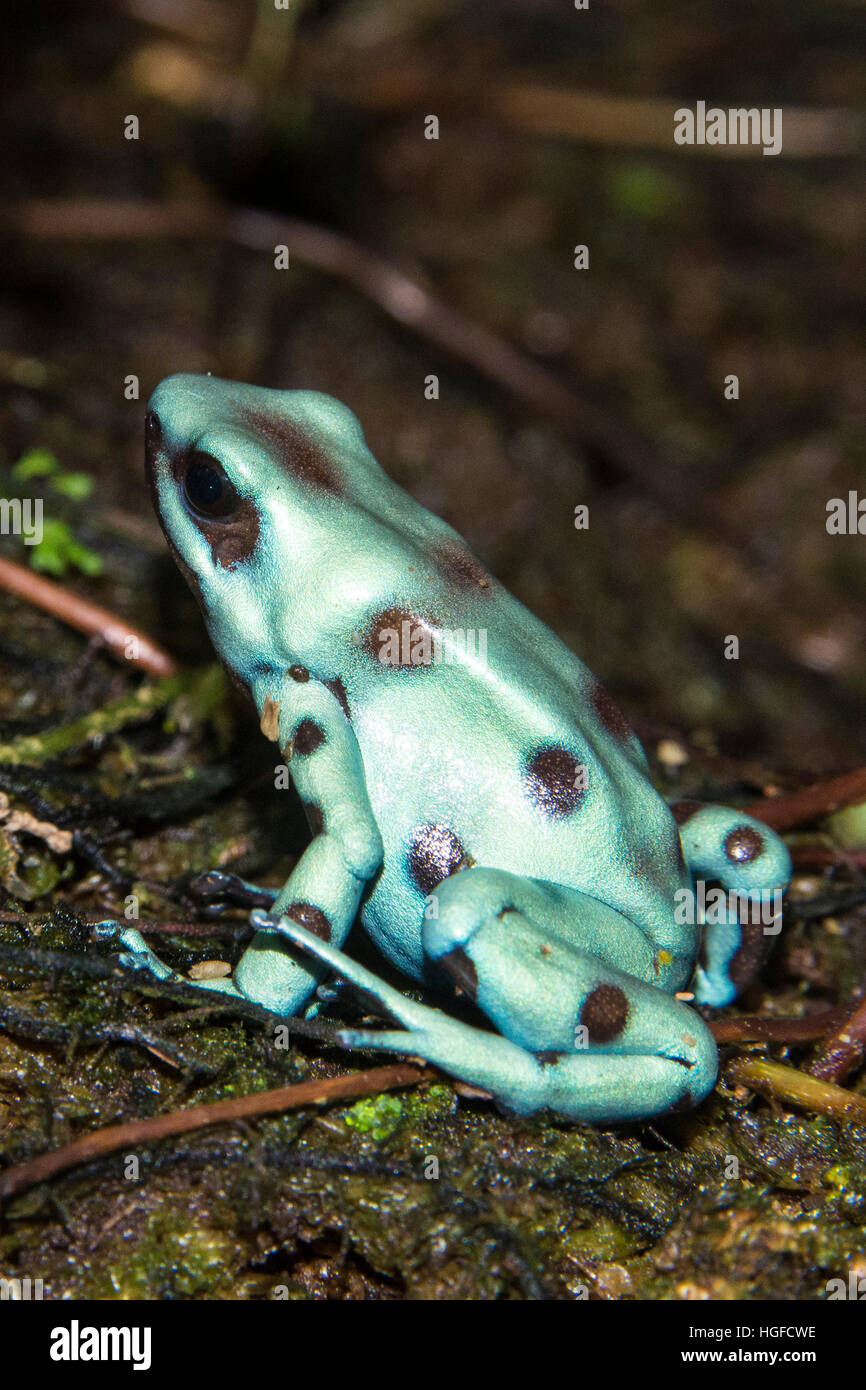 Pfeilgiftfrosch Stockfoto
