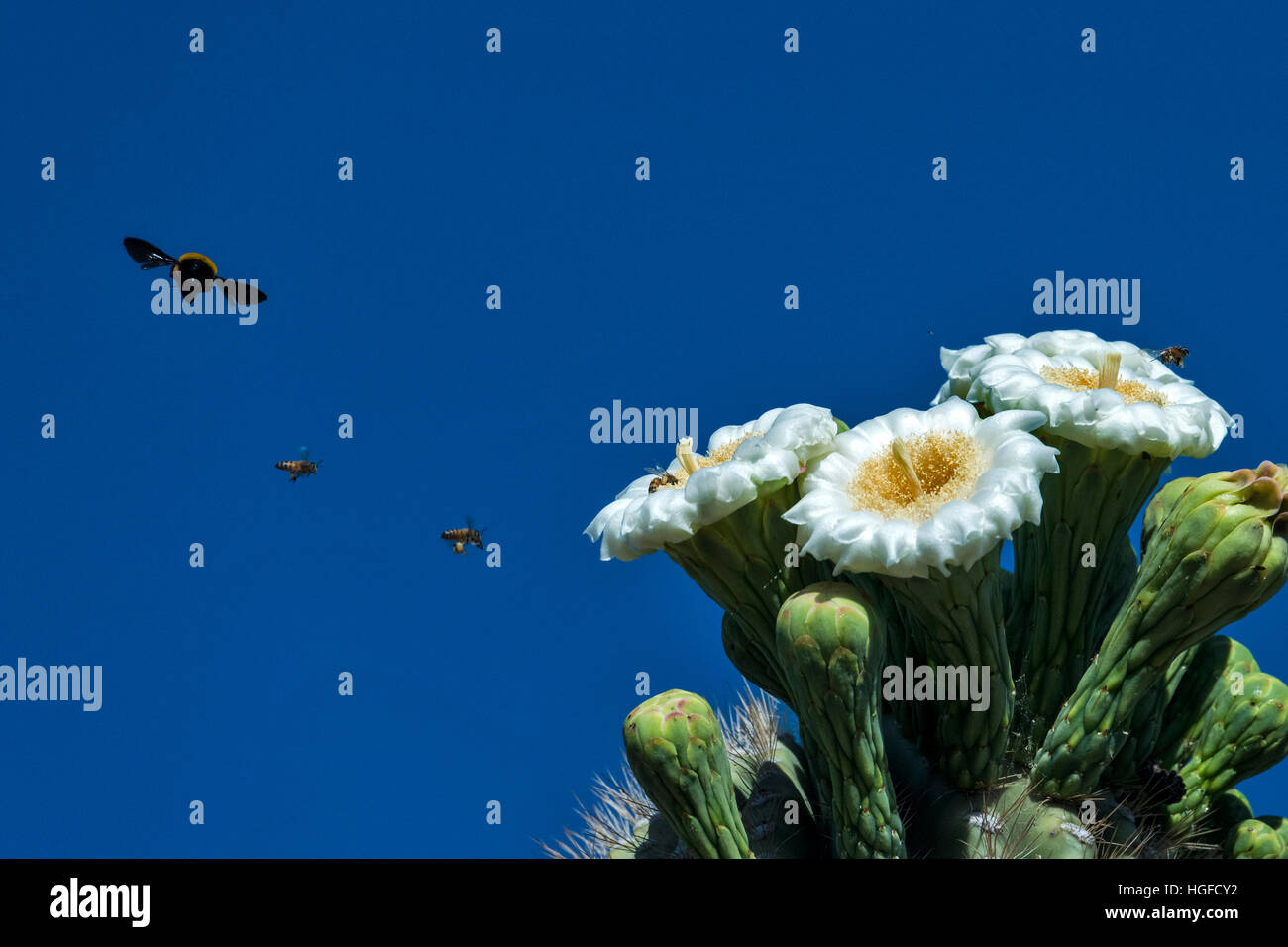 Bienen fliegen um Saguaro-Kaktus-Blume Stockfoto