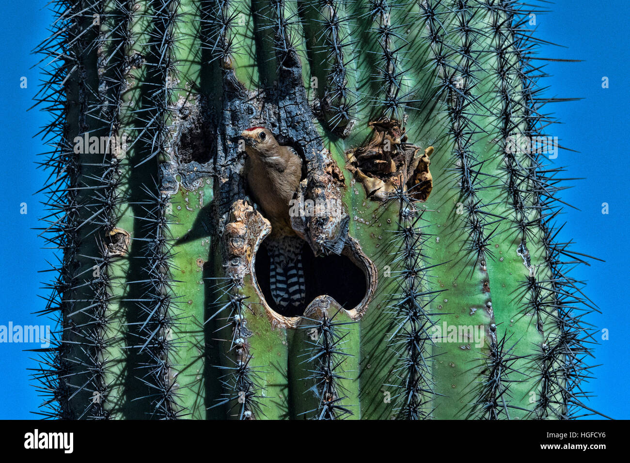 Gila Specht, Arizona, Schachtelung im Saguaro Kaktus Stockfoto