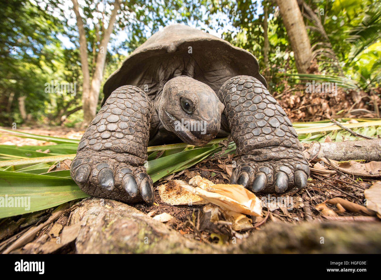 Aldabra Riesenschildkröte (Aldabrachelys Gigantea) auf Curiouse Insel auf den Seychellen. Stockfoto