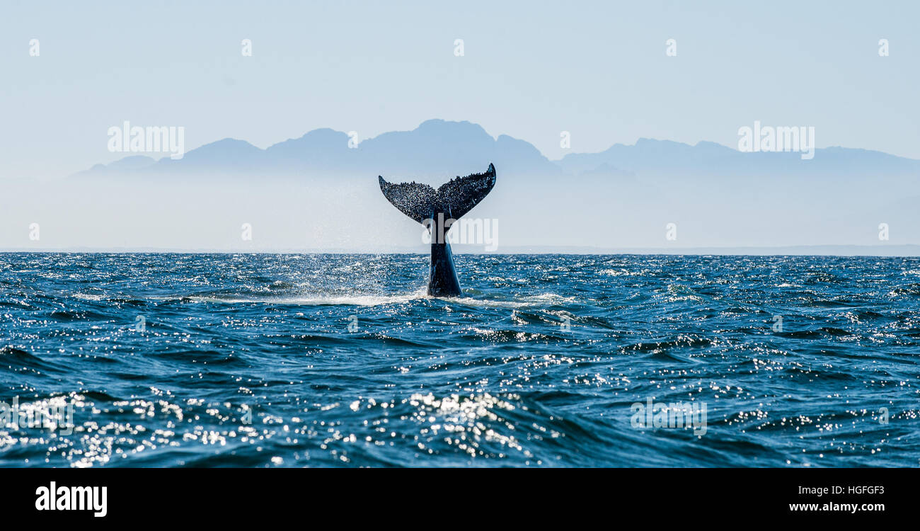 Seelandschaft mit Whale Tail. Stockfoto