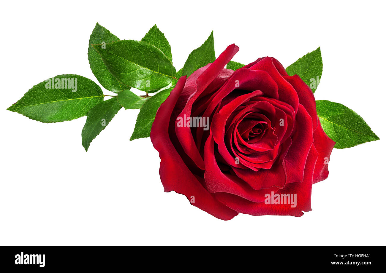 Rose auf dem weißen Hintergrund isoliert Stockfoto