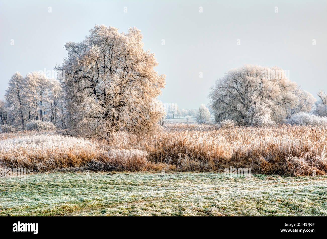 Winter-Szene mit Forsted Bäumen in einem Landschaftsschutzgebiet genannt Goachat in der Nähe von Schrobenhausen (Bayern, Deutschland) Stockfoto