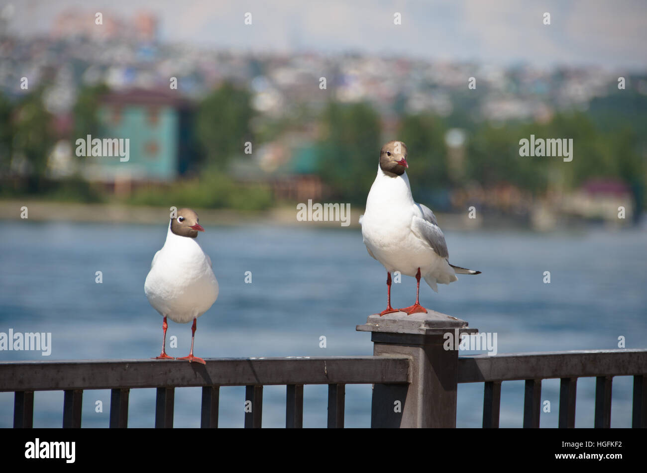 Lachmöwe ist in Irkutsk eng zu sehen. Stockfoto