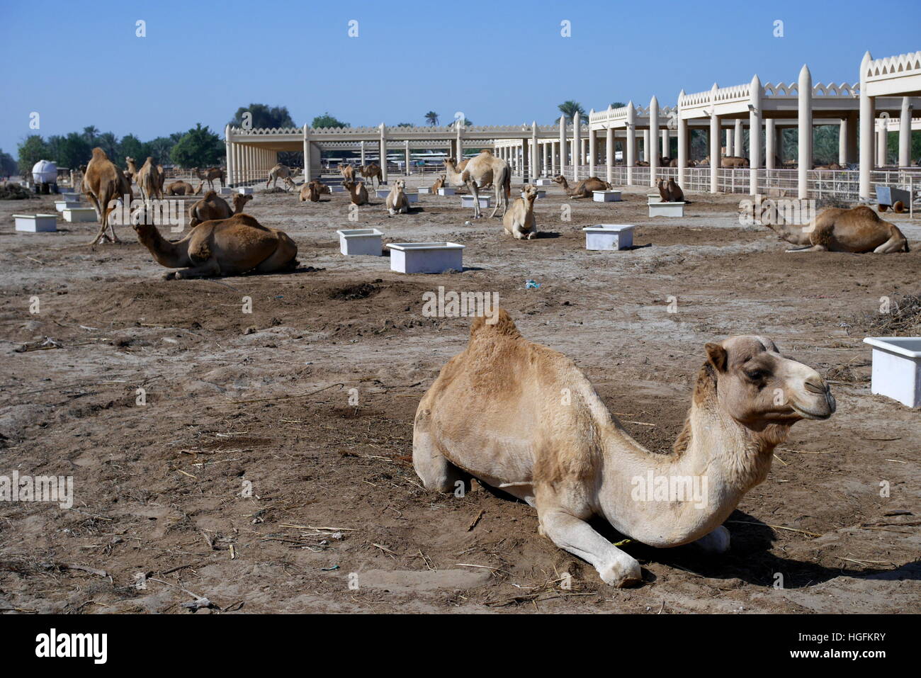 Kamelfarm
