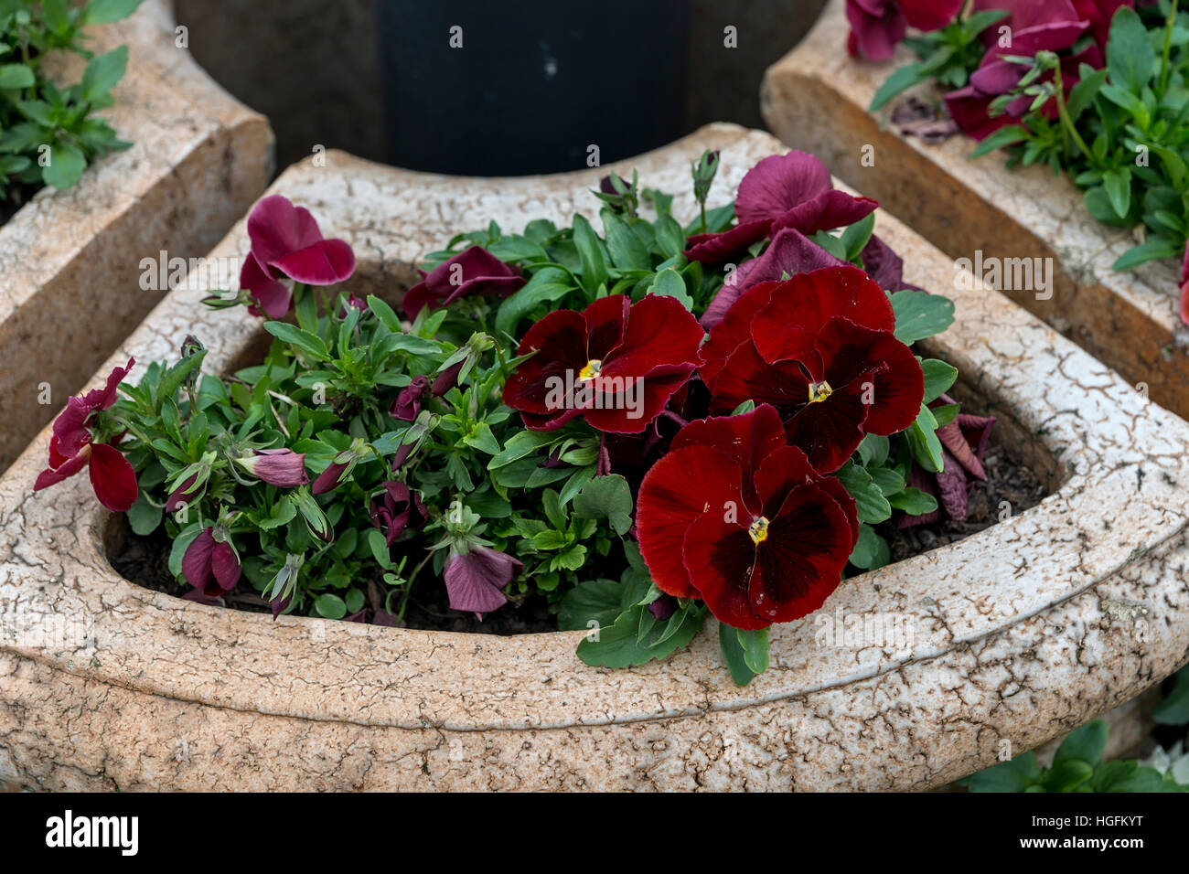 Rot violett in Stein Töpfe im park Stockfoto