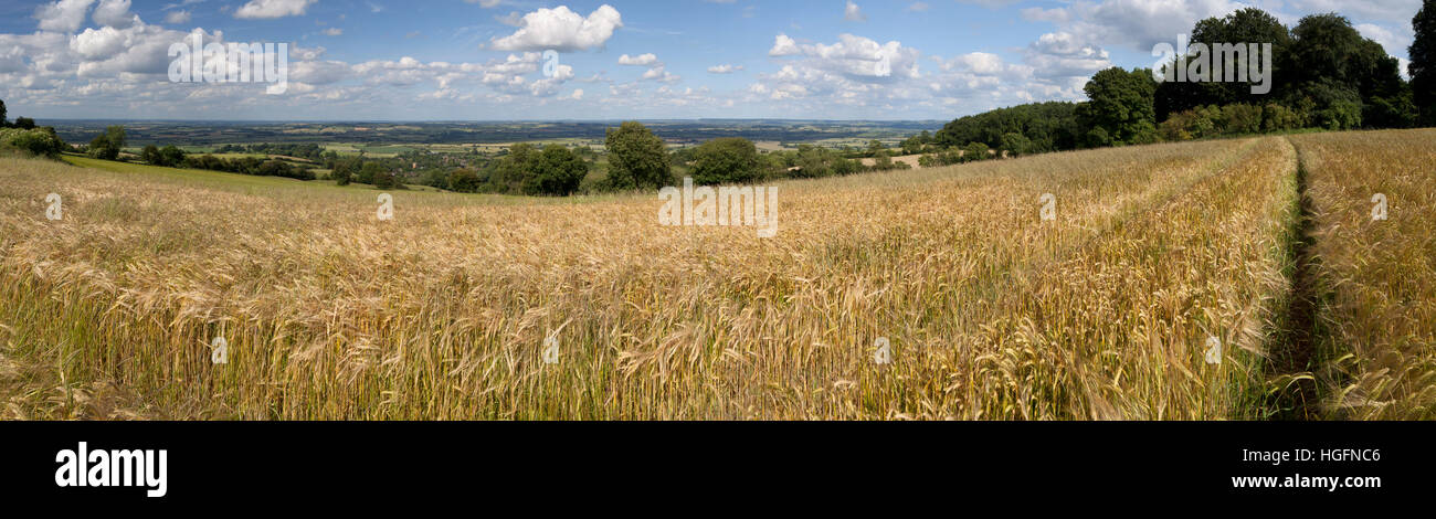 Gerstenfeld und Dorf von Ilmington mit Warwickshire Landschaft, Ilmington, Cotswolds, Warwickshire, England, Vereinigtes Königreich Stockfoto