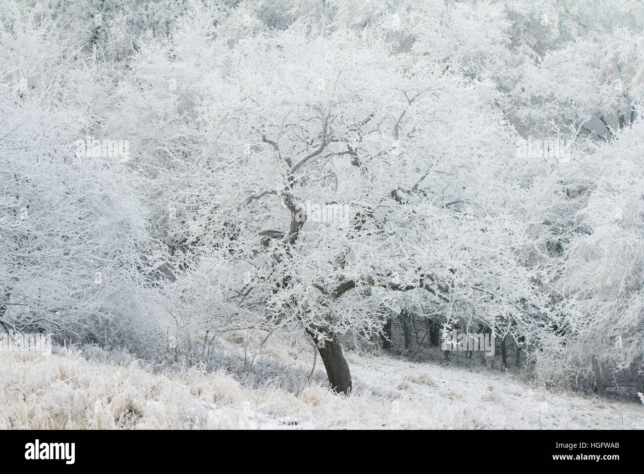 gefrorenen Baum im winter Stockfoto