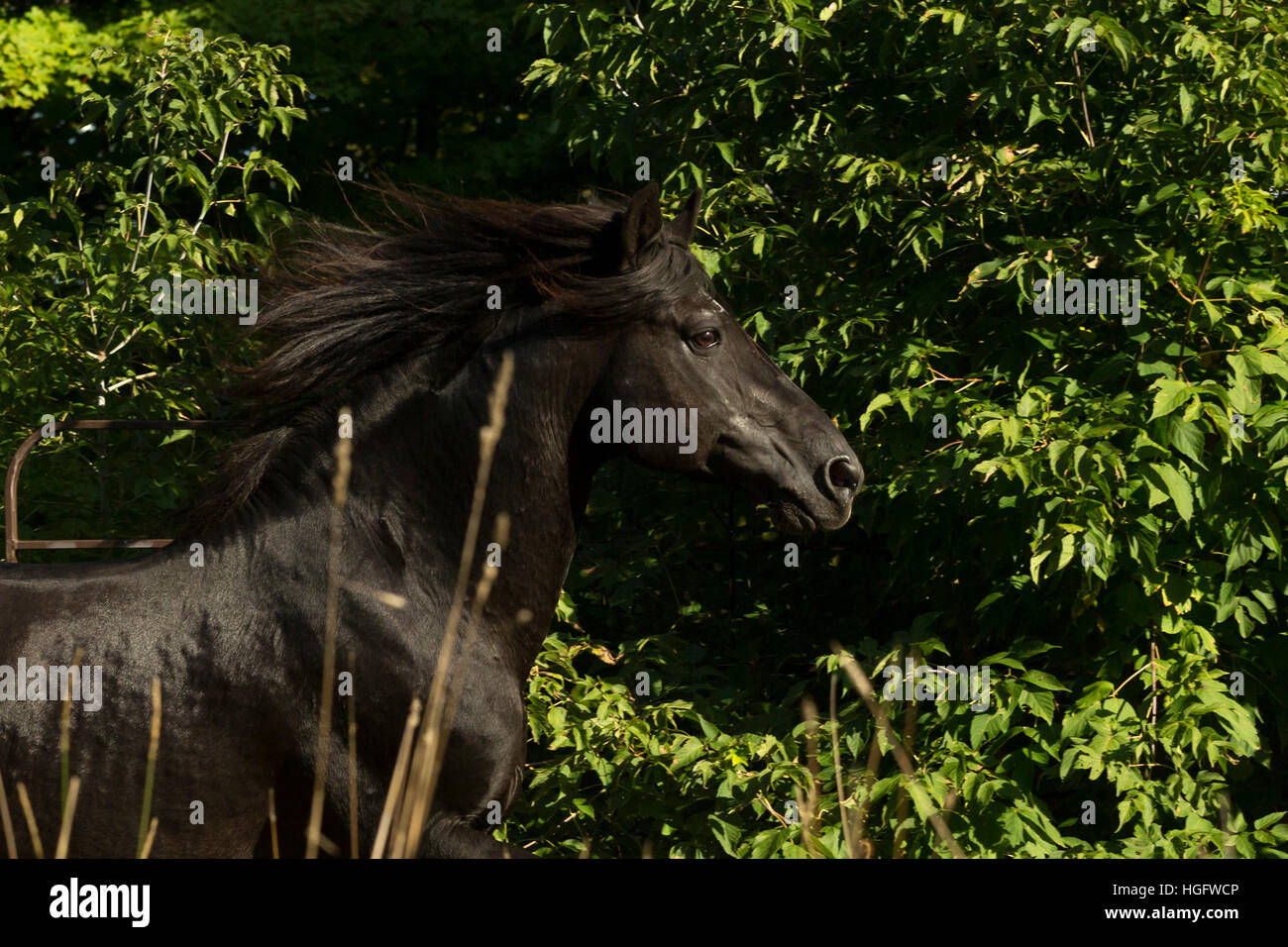 Kanadische Pferd seltene Rasse Ontario Kanada Tier Stockfoto