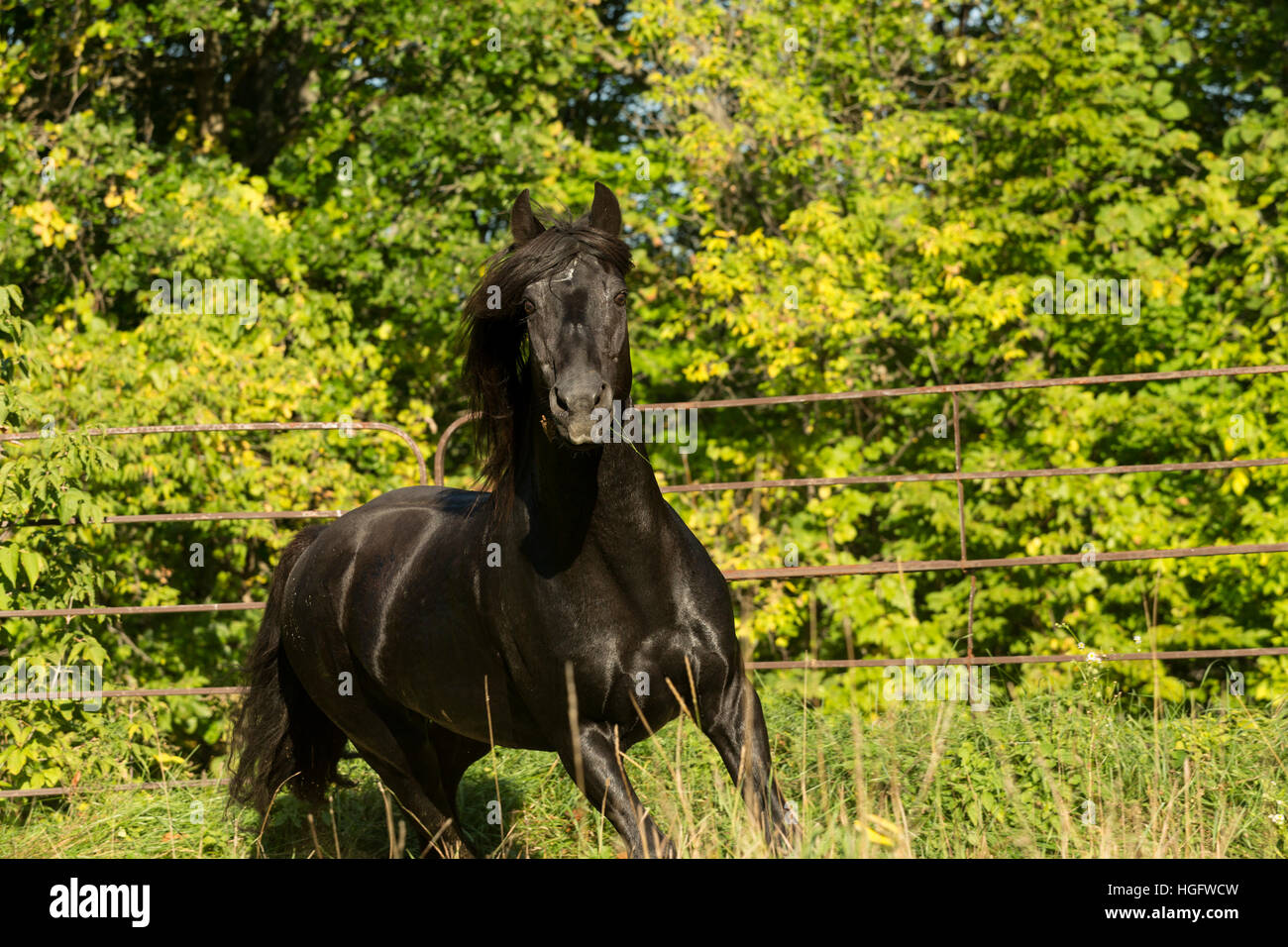 Kanadische Pferd seltene Rasse Ontario Kanada Tier Stockfoto