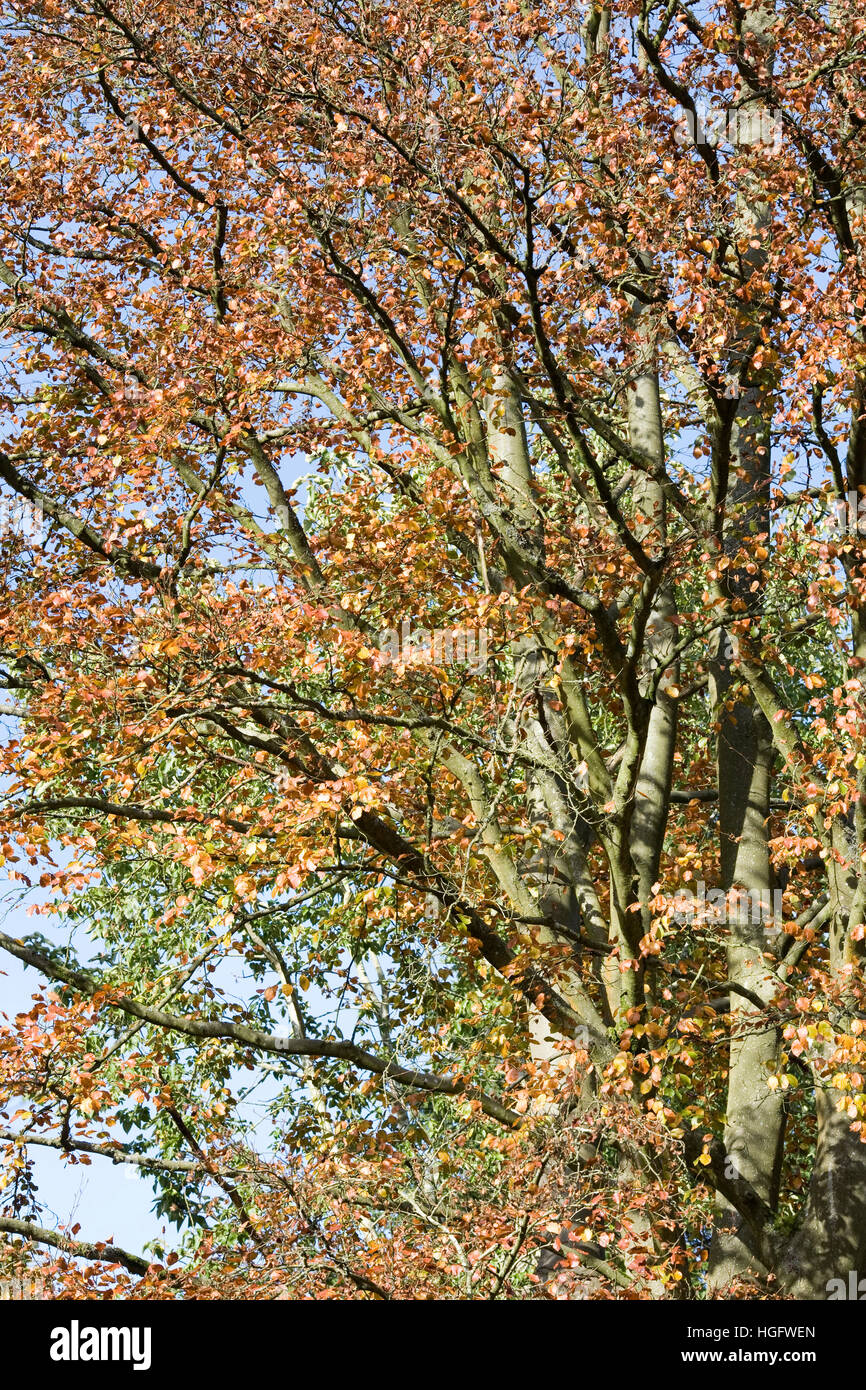 Fagus Sylvatica im Herbst. Gemeinsamen Buche verlässt. Stockfoto
