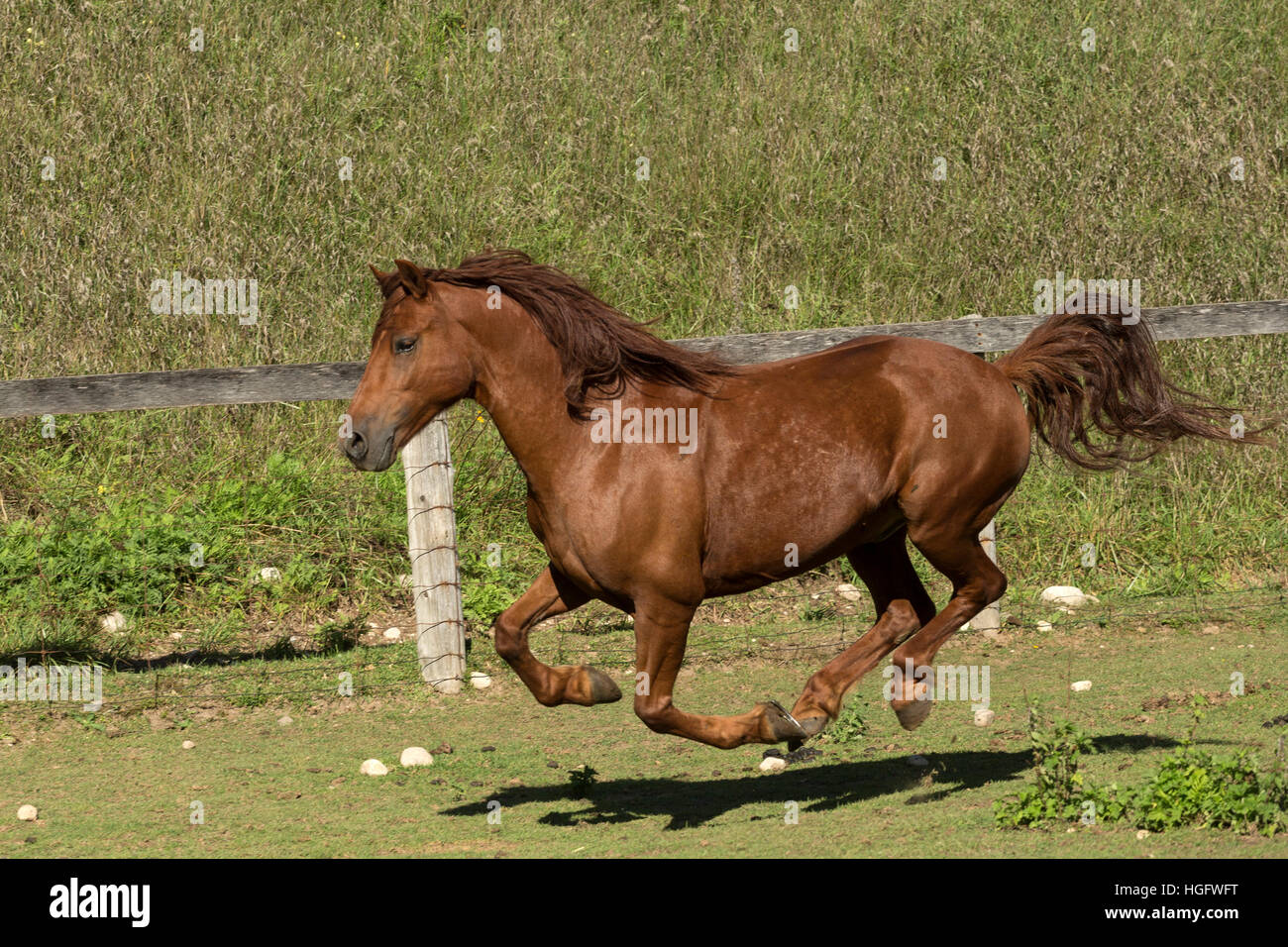 Kanadische Pferd gefährdet Kanada Ontario selten laufen Stockfoto