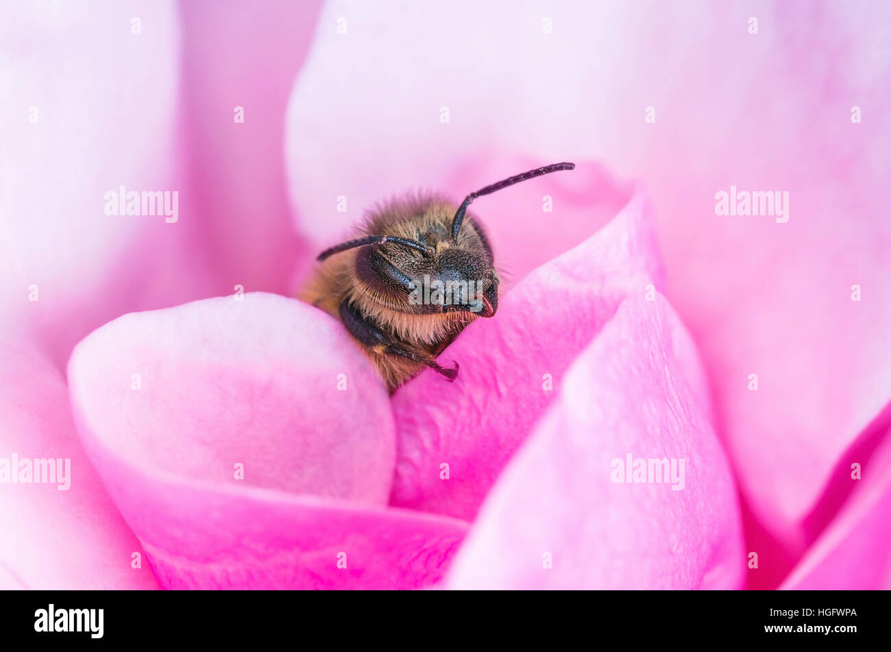 Honey Bee in rosa Rosenblüten Stockfoto