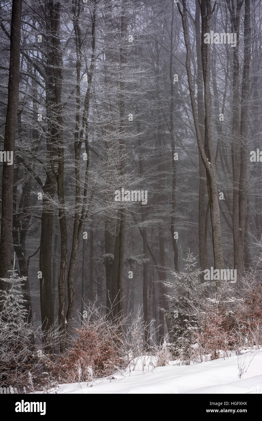 Parkbäumen und Laub im Winter Morgennebel Stockfoto