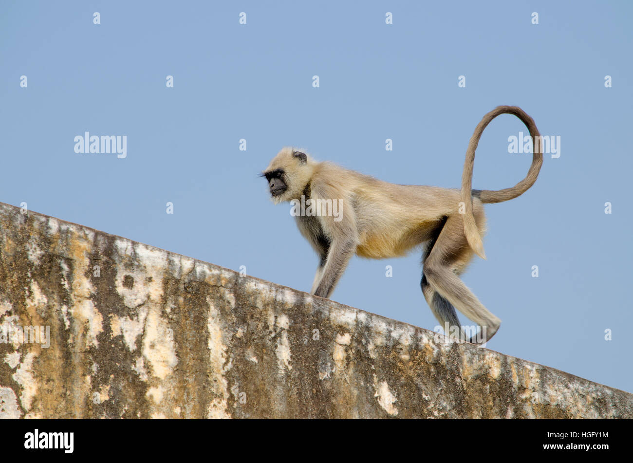 Südlichen Plains grau Languren geht ein Affe in Indien Jaipur, ein Affe, Languren, grau, am Rand, Wände, ein Tier, Säugetiere, Indien, jaipur Stockfoto