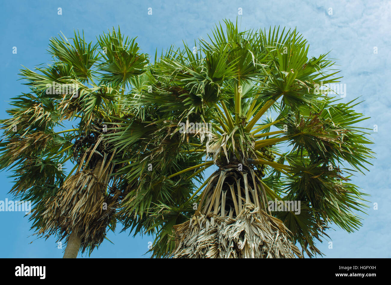 die Spitze der Palmen gegen den blauen Himmel in Asien Stockfoto