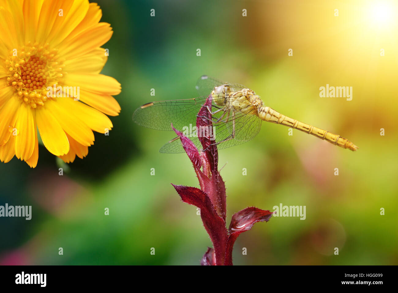 Große Libelle, die von der Sonne beleuchtet Stockfoto