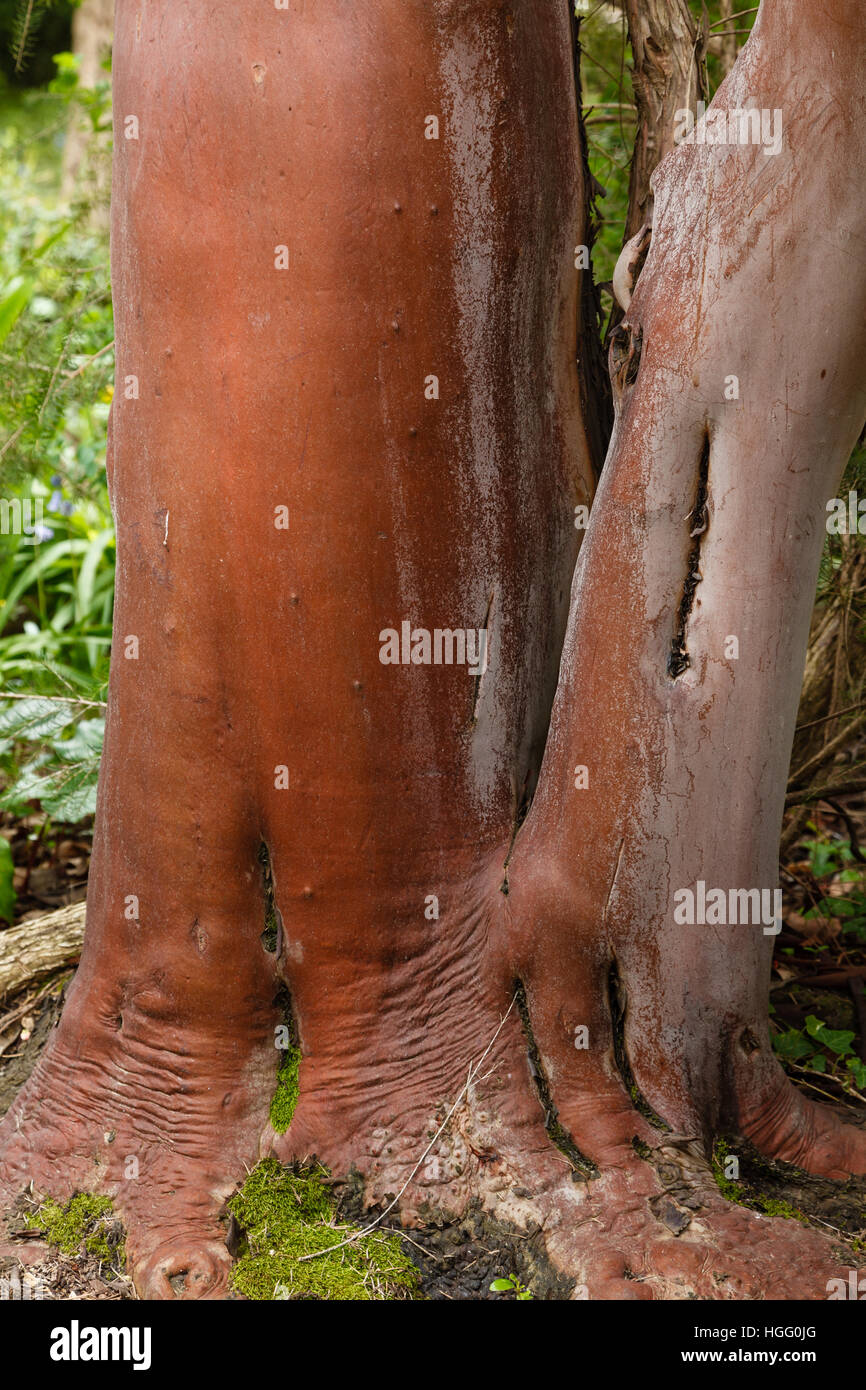Stamm und Rinde von Arbustus canariensis Stockfoto