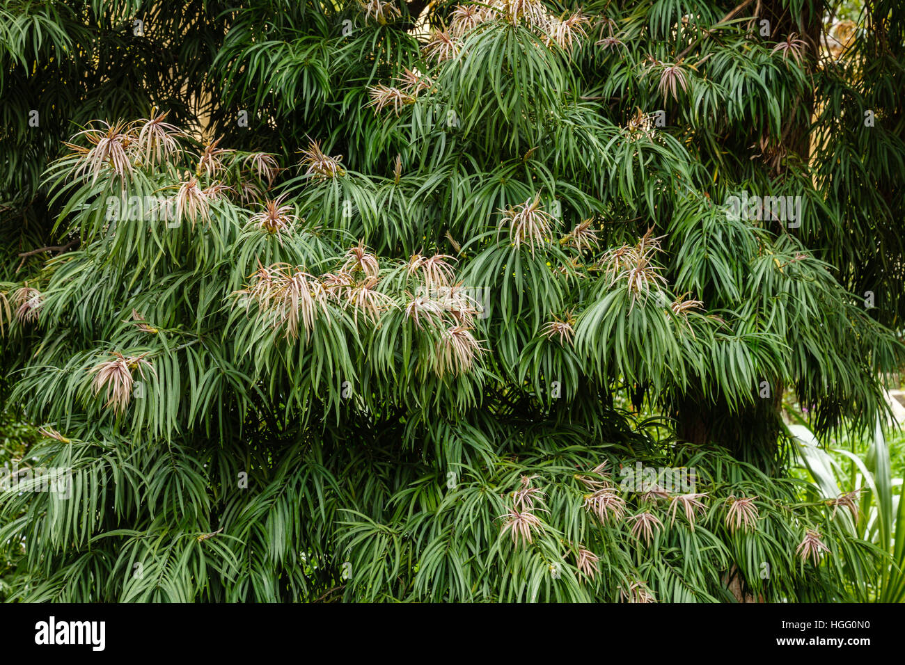 Podocarpus Henkelii, Laub mit jungen Triebe im Frühjahr Stockfoto