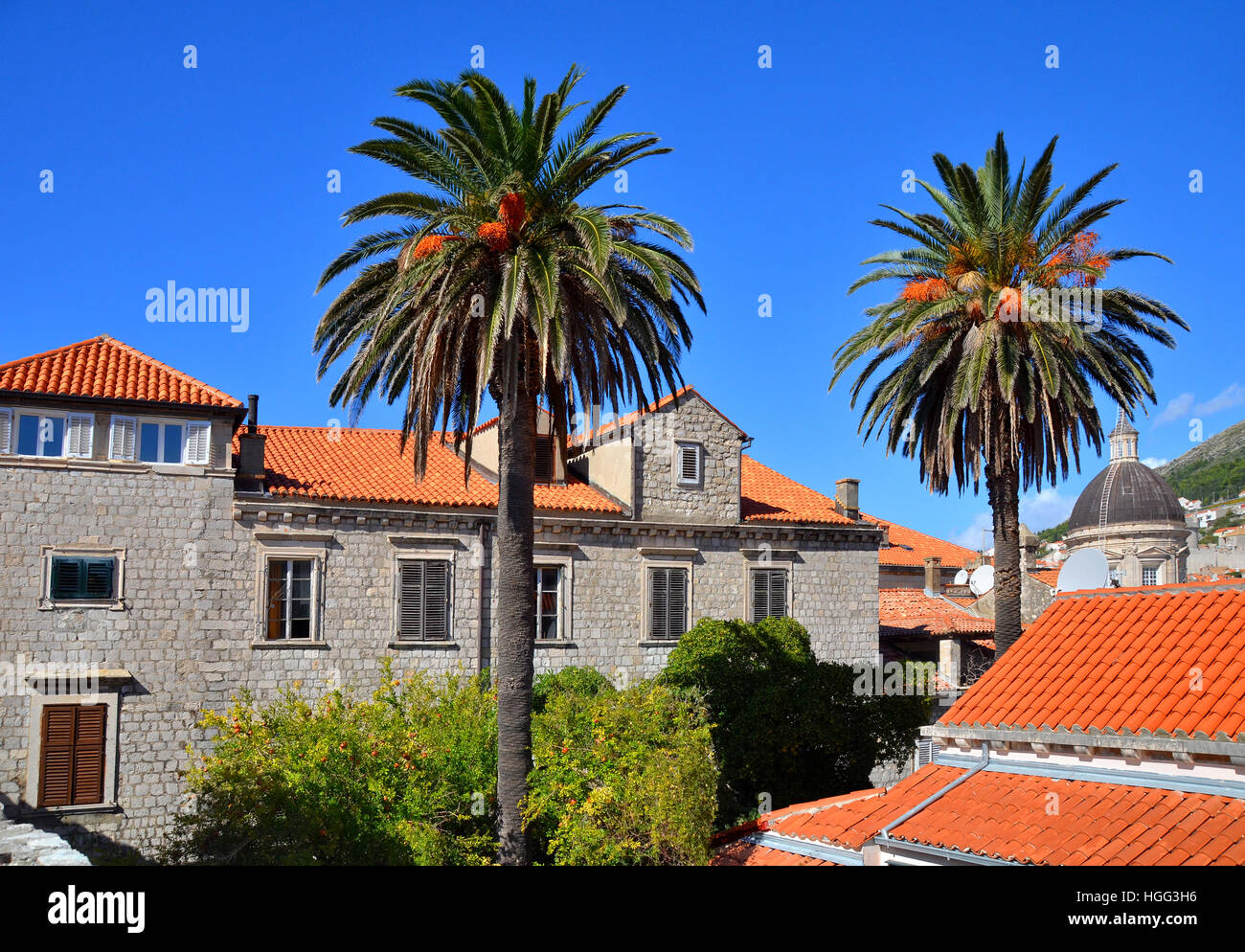 Dattelpalmen in der Stadt von Dubrovnik, Kroatien. Stockfoto