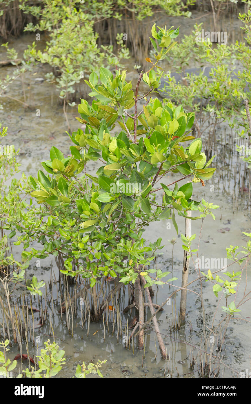 Grüne Mangroven-Baum in den Mangrovenwald in der Nähe der Küste in Thailand. Stockfoto