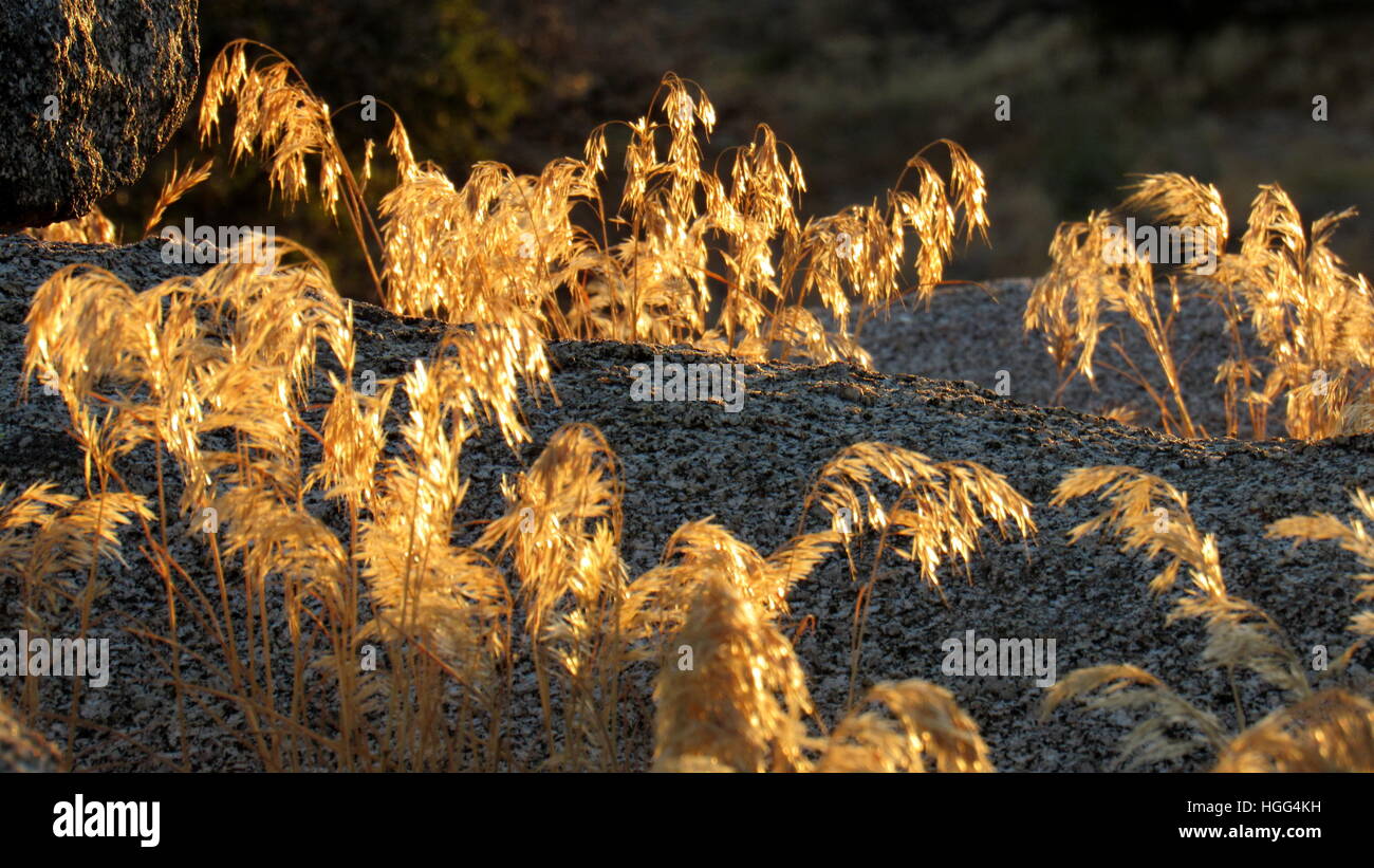 Golden Grass Hintergrundbeleuchtung durch Sonne umgeben von Granitfelsen und unscharfen Hintergrund Stockfoto